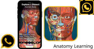 تحميل أناتومي ليرنينج Anatomy Learning 3D 2024 التحديث الجديد 1