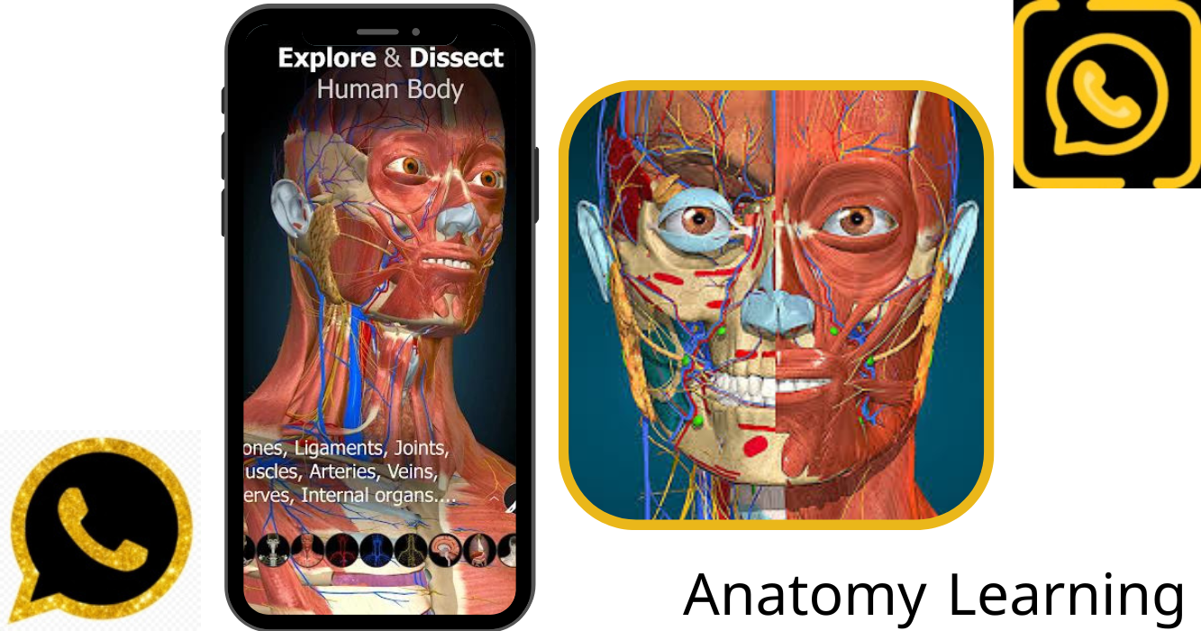 نبذة مختصرة عن تحميل Anatomy Learning 3D 2024 مجاناً